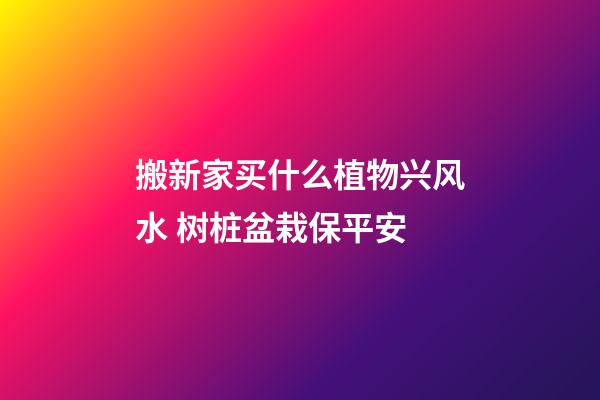 搬新家买什么植物兴风水 树桩盆栽保平安